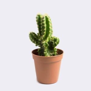 Old Lady Cactus