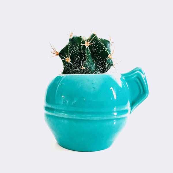 Cleistocactus