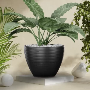 Vaso Alocasia