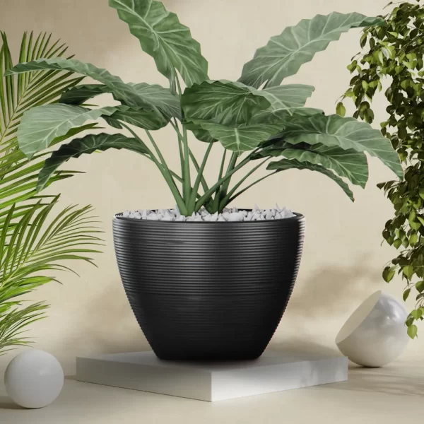 Vaso Alocasia