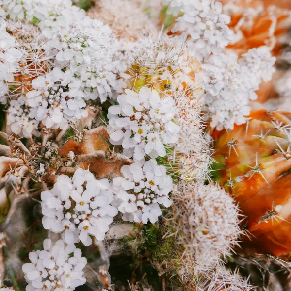 Cactus Komarov - Imagem 7