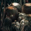 Cactus Komarov