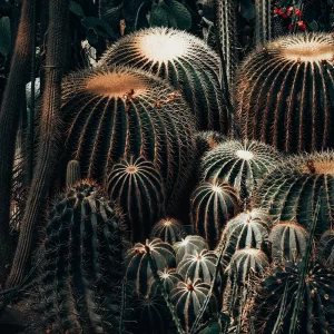 Cactus Komarov