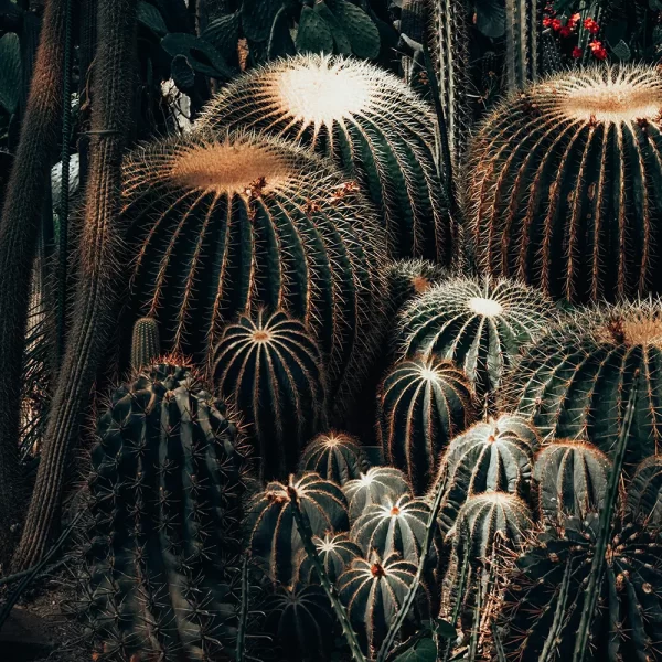Cactus Komarov
