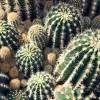 Cactus Komarov - Imagem 2
