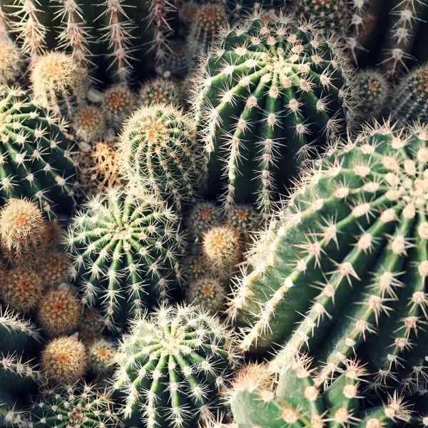Cactus Komarov - Imagem 2