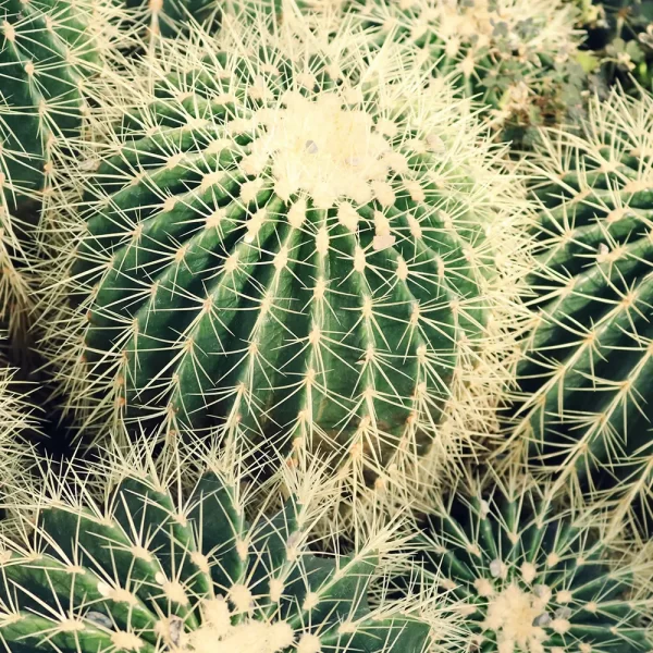 Cactus Komarov - Imagem 3