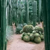 Cactus Komarov - Imagem 4