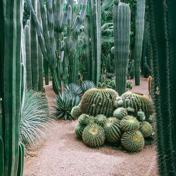 Cactus Komarov - Imagem 4