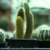 Cactus Komarov - Imagem 5