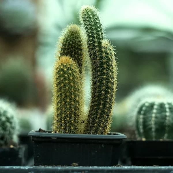 Cactus Komarov - Imagem 5