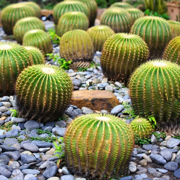 Cactus Komarov - Imagem 6